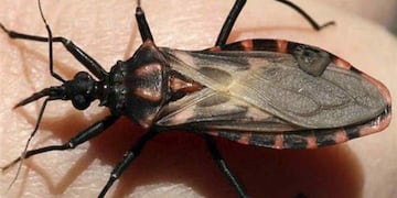 Vector. Es un organismo (como vinchucas o mosquitos) que transmite patógenos de un animal o persona a otra.
