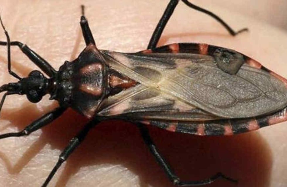Chagas: una enfermedad silenciosa que alcanza 1.600.000 infectados en la Argentina