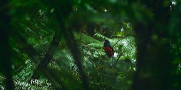 Físicos y ecólogos se reunirán en la Triple Frontera para aplicar la ciencia al cuidado de la biodiversidad.