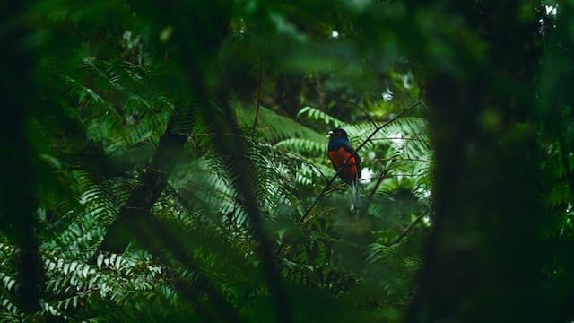 Físicos y ecólogos se reunirán en la Triple Frontera para aplicar la ciencia al cuidado de la biodiversidad.