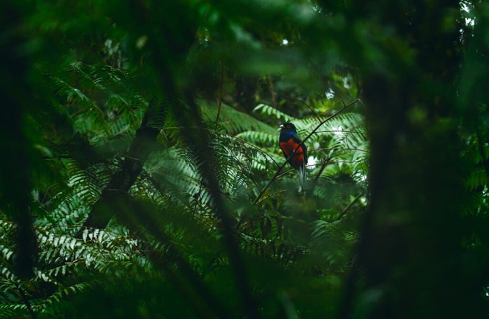 Físicos y ecólogos se reunirán en la Triple Frontera para aplicar la ciencia al cuidado de la biodiversidad