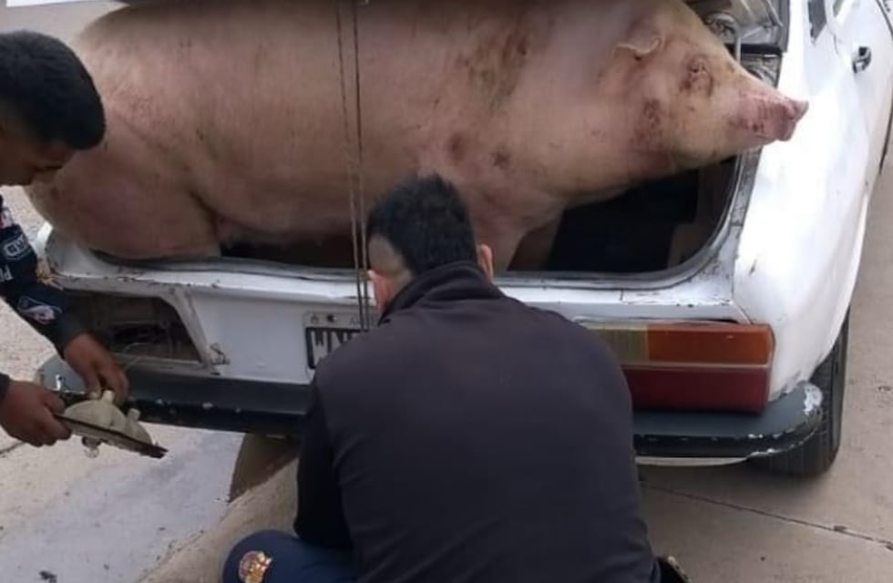 Llevaron un chancho en el baúl de un auto en Córdoba: la historia detrás de la imagen que se viralizó en redes
