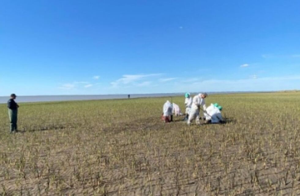 Derrame en la ría: la empresa informó que se retiraron 6 mil kilos de residuos