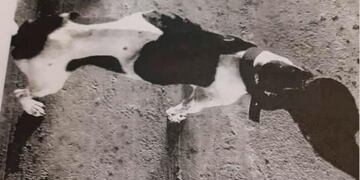 Un hombre de San Francisco fue sentenciado por no alimentar a sus siete perros.