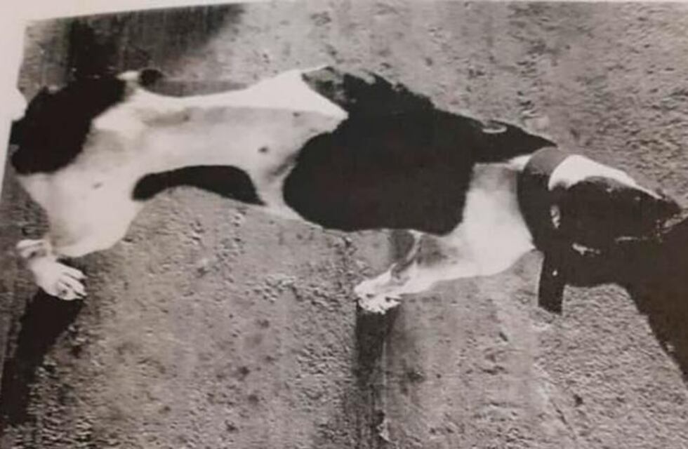 San Francisco: lo condenaron por no alimentar a sus perros