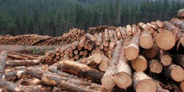 Silvicultura de precisión