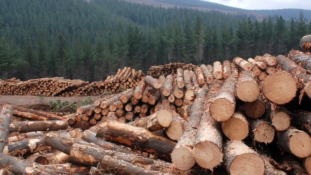 Silvicultura de precisión