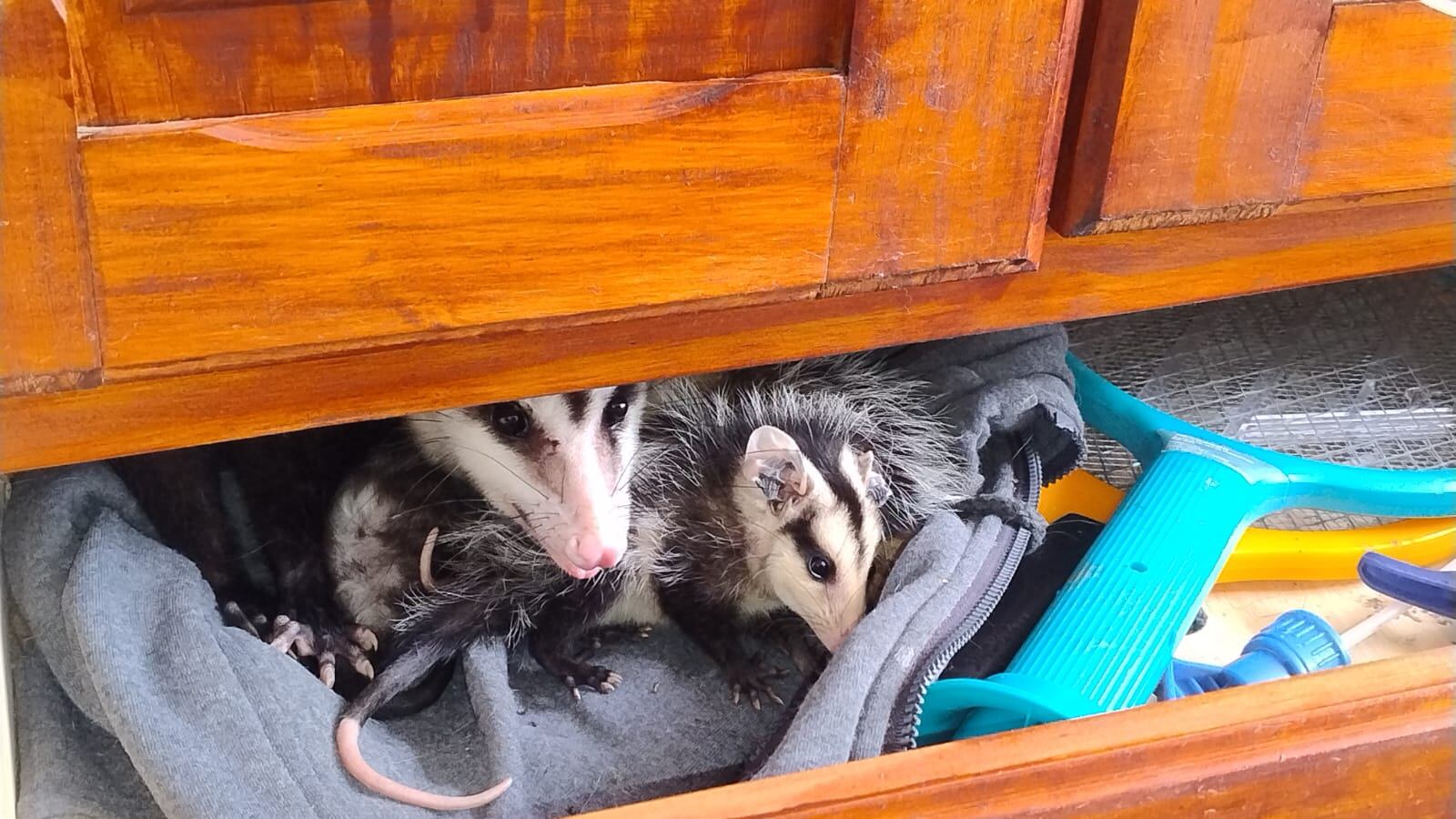 Las comadrejas dentro del armario en barrio Alejandro Centeno.