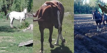 Imagen de los tres animales que fueron robados de una fica en San carlos cuyo dueño ofrece una recompensa para poder recuperarlos. Gentileza