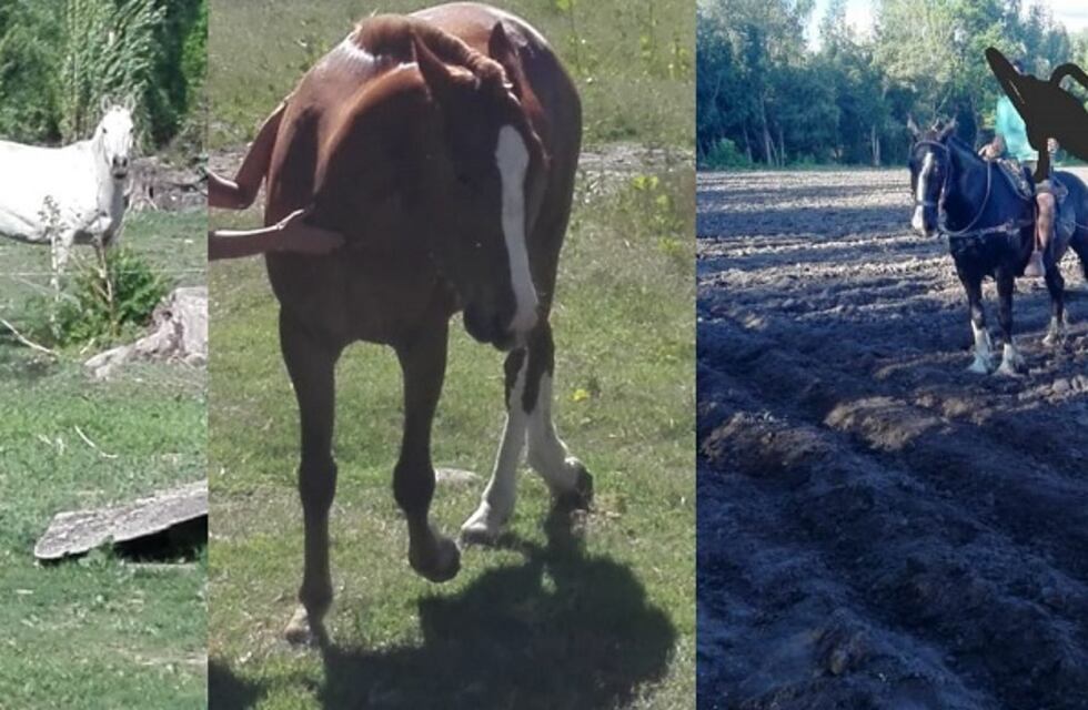 Robaron tres caballos de una finca en San Carlos y ofrecen recompensa para recuperarlos