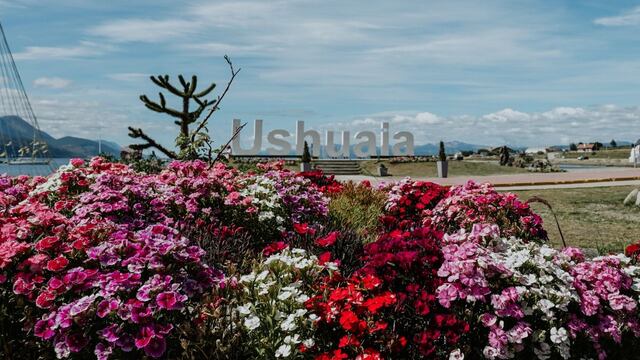 "La producción de plantas es del vivero Municipal, lo que nos permite trabajar con abastecimiento propio”, explicó el coordinador Juan Zanetti.