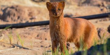 El yaguarundí rescatado en Los Molles, San Luis, ya se recupera en la Reserva florofaunística de La Florida.