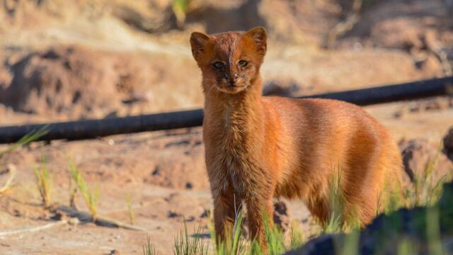 El yaguarundí rescatado en Los Molles, San Luis, ya se recupera en la Reserva florofaunística de La Florida.