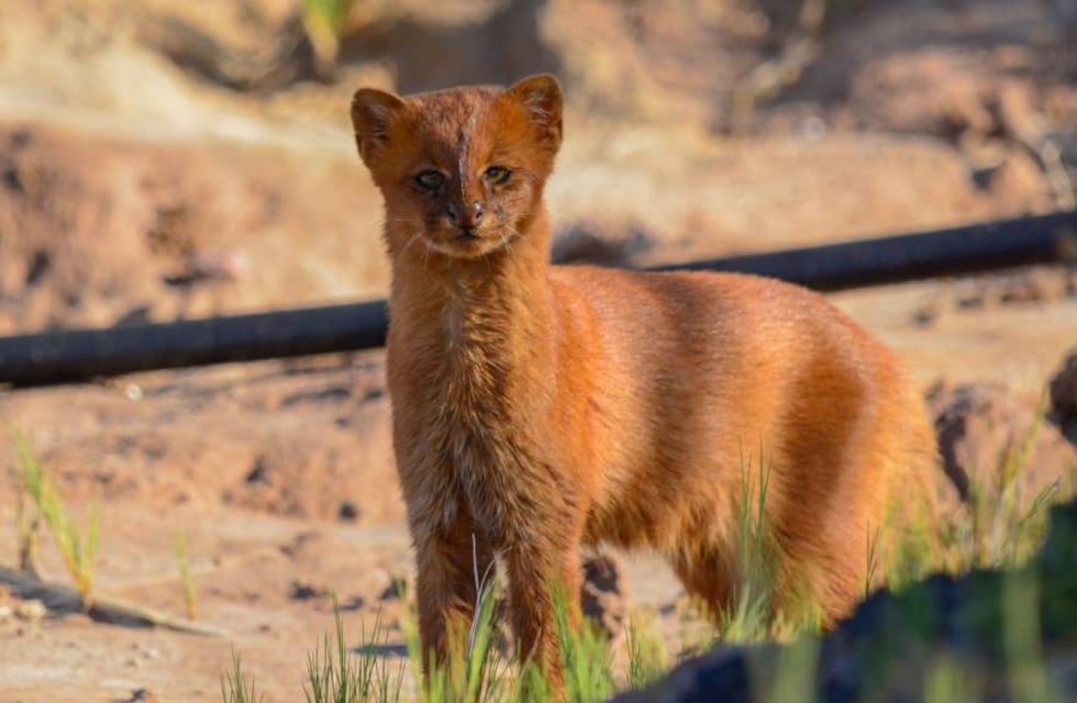 Video: el yaguarundí rescatado en San Luis ya se recupera en la Reserva de La Florida