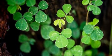 La centella asiática