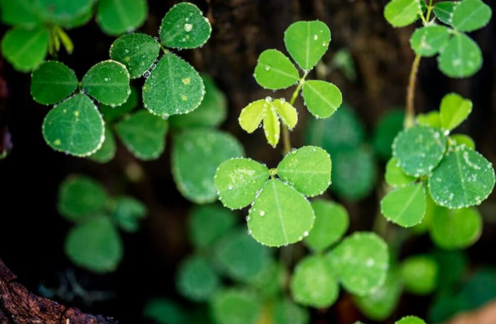 Qué es y cuáles son los beneficios de la centella asiática