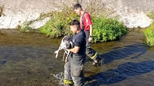 Rescataron a un perro del Canal Sur