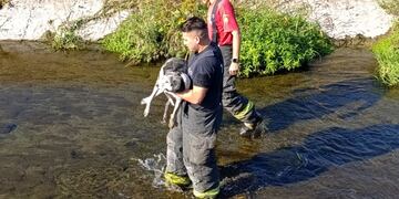 Rescataron a un perro del Canal Sur