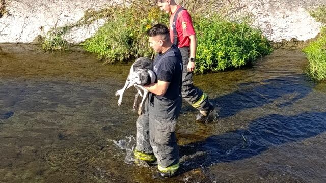 Rescataron a un perro del Canal Sur