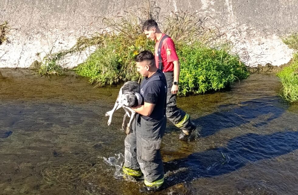 Rescataron a un perro caído en el Canal Sur