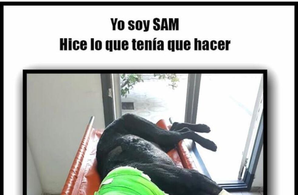 Un héroe de cuatro patas: recibió un balazo por defender a su dueño y piden ayuda para salvarlo