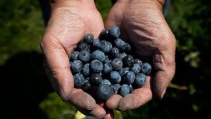 Alimentación saludable: este es el mejor momento del día para consumir arándanos. (AP / Archivo)