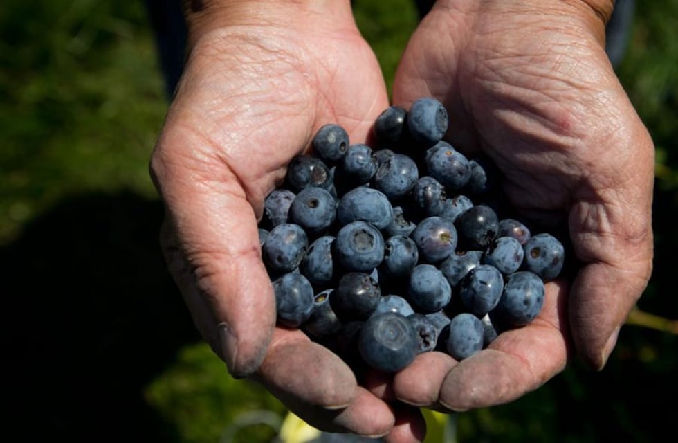 Alimentación saludable: este es el mejor momento del día para consumir arándanos