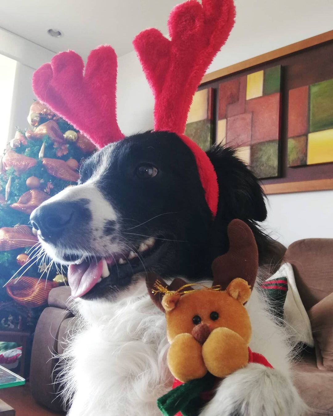 El perro "Toby Border" se volvió viral por su reacción cuando le piden que ladre más despacito.