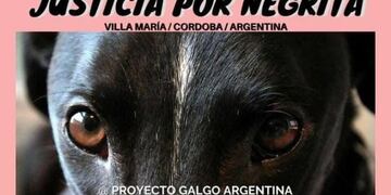 Atropellaron y arrastraron a una perrita, durante seis cuadras.