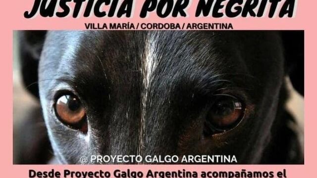 Atropellaron y arrastraron a una perrita, durante seis cuadras.