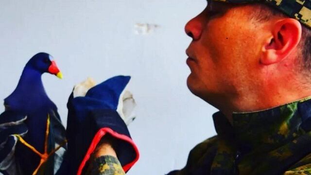Posadas: recuperaron a un ave en peligro de extinción.