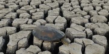 Así fue el rescate de tortugas en la laguna Bedetti.