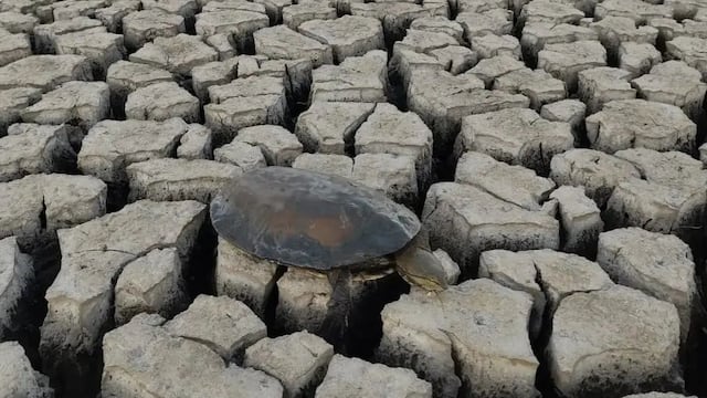 Así fue el rescate de tortugas en la laguna Bedetti.