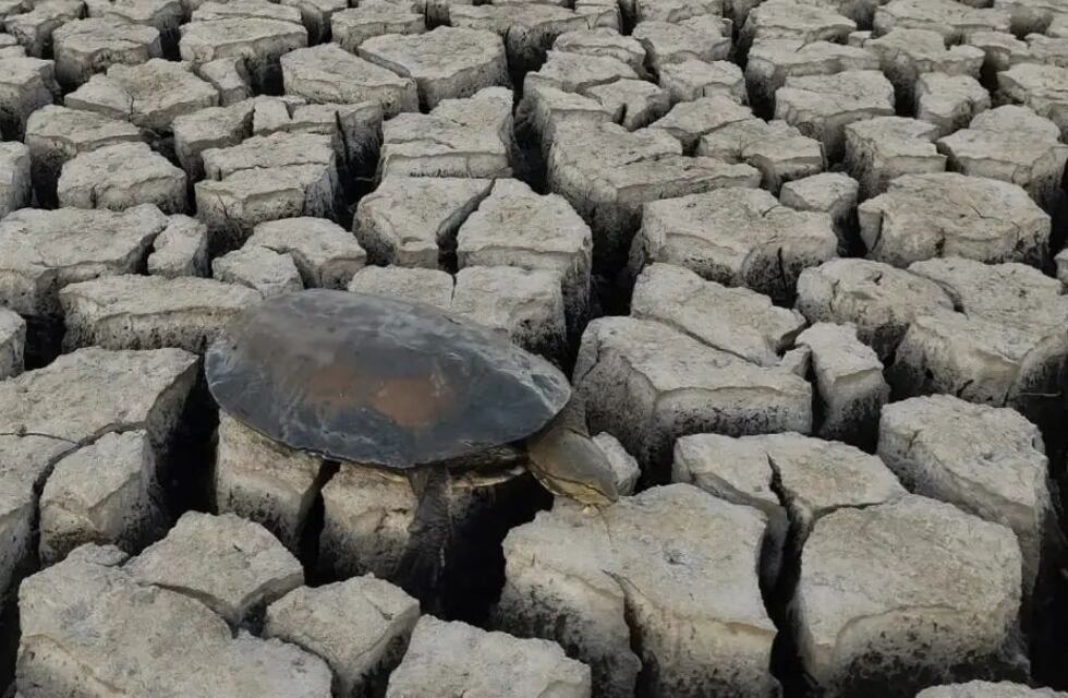 Voluntarios rescataron tortugas de una laguna “seca” en Santo Tomé