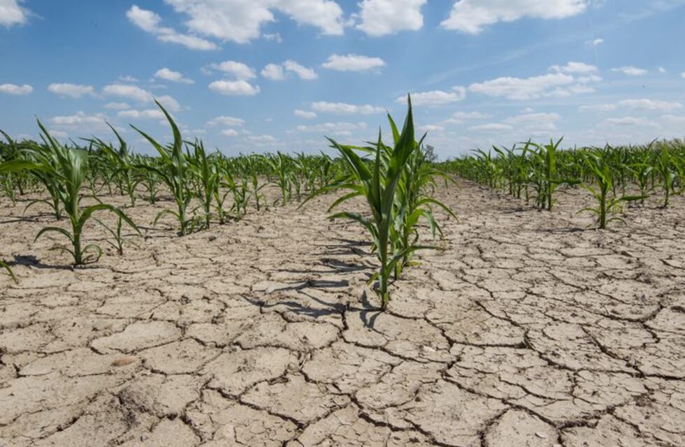 La sequía afecta la distribución de las plantas y el rendimiento de los cultivos