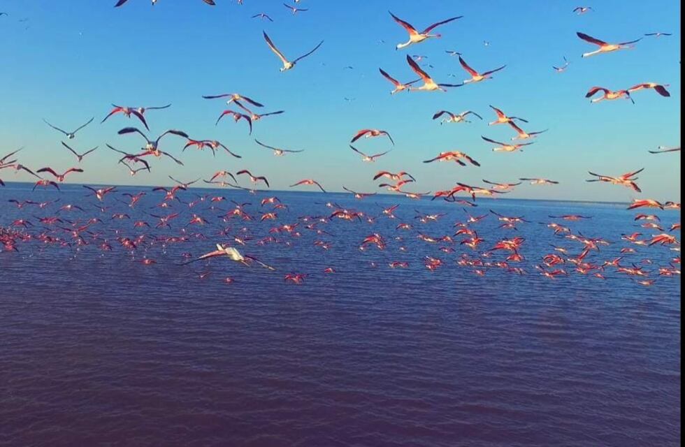 La Isla del Mistolar, el nuevo capítulo de Conociendo Ansenuza