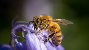 Un enjambre de abejas atacó a bomberos de Córdoba en pleno rescate.