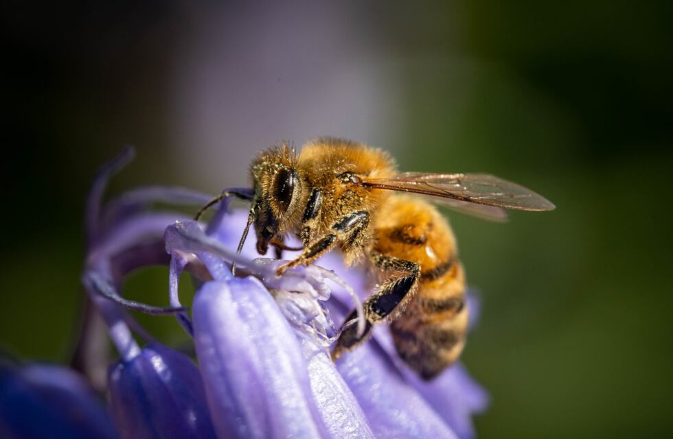 Un enjambre de abejas atacó a bomberos de Córdoba en pleno rescate: hay una persona internada