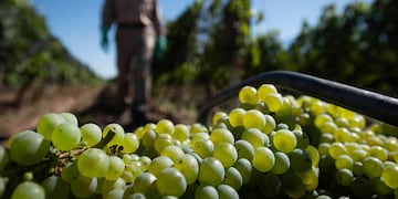 Mendoza 5 de febrero 2021 Sociedad
Cosecha en Finca la Jacintana, Bodega Lagarde
Foto: Ignacio Blanco / Los Andes