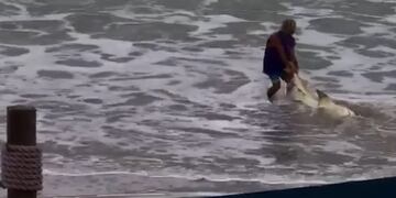 El hombre arrastra al tiburón de regreso al mar luego de haberlo golpeado brutalmente con un martillo en la cabeza.