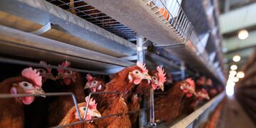 La cepa de gripe aviar “A H5N1” circula en el mundo hace más de 20 años. Sin embargo, su última variante se detectó por primera vez en 2022.