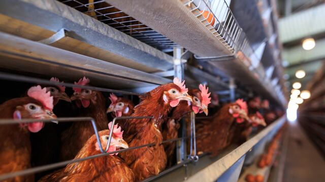 La cepa de gripe aviar “A H5N1” circula en el mundo hace más de 20 años. Sin embargo, su última variante se detectó por primera vez en 2022.