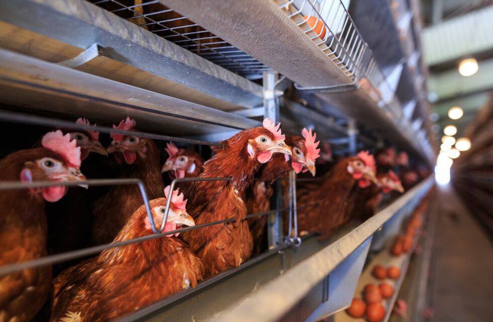 Gripe aviar: SENASA confirmó dos nuevos casos en Córdoba