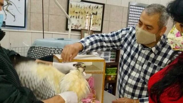 Desde Zoonosis Eldorado, insisten en el cuidado de animales silvestres.