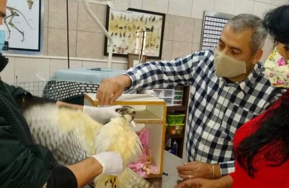 Desde Zoonosis Eldorado, insisten en el cuidado de animales silvestres