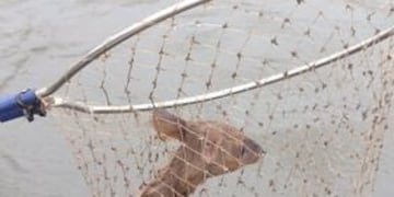 Rescataron a un venado bebé en Montecarlo.