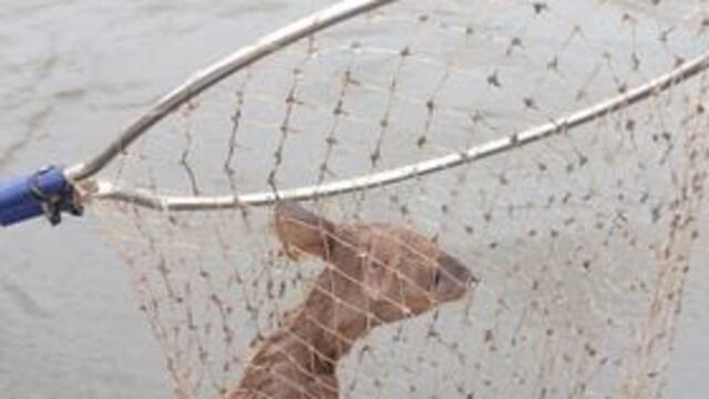 Rescataron a un venado bebé en Montecarlo.