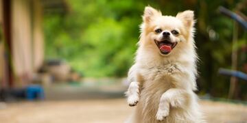 Por qué los perros se ponen tan felices cuando llega su dueño