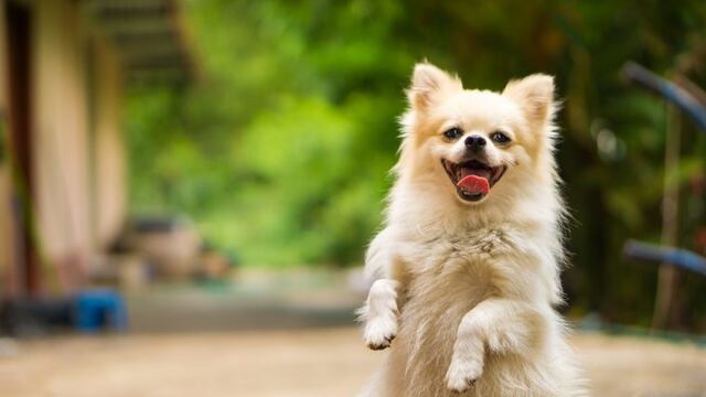 Por qué los perros se ponen tan felices cuando llega su dueño