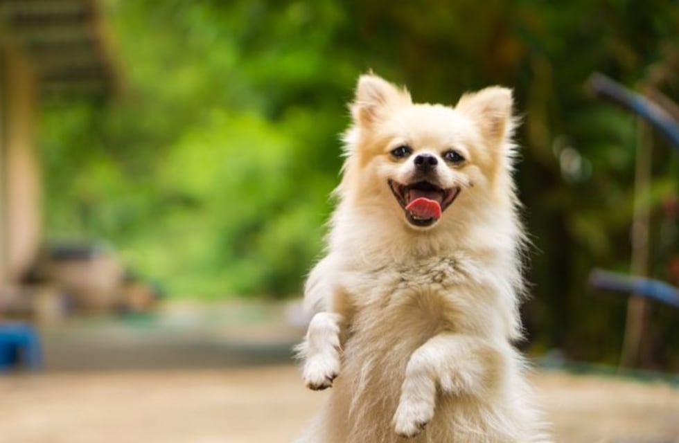¿Por qué tu perro se vuelve loco cuando llegás a casa?